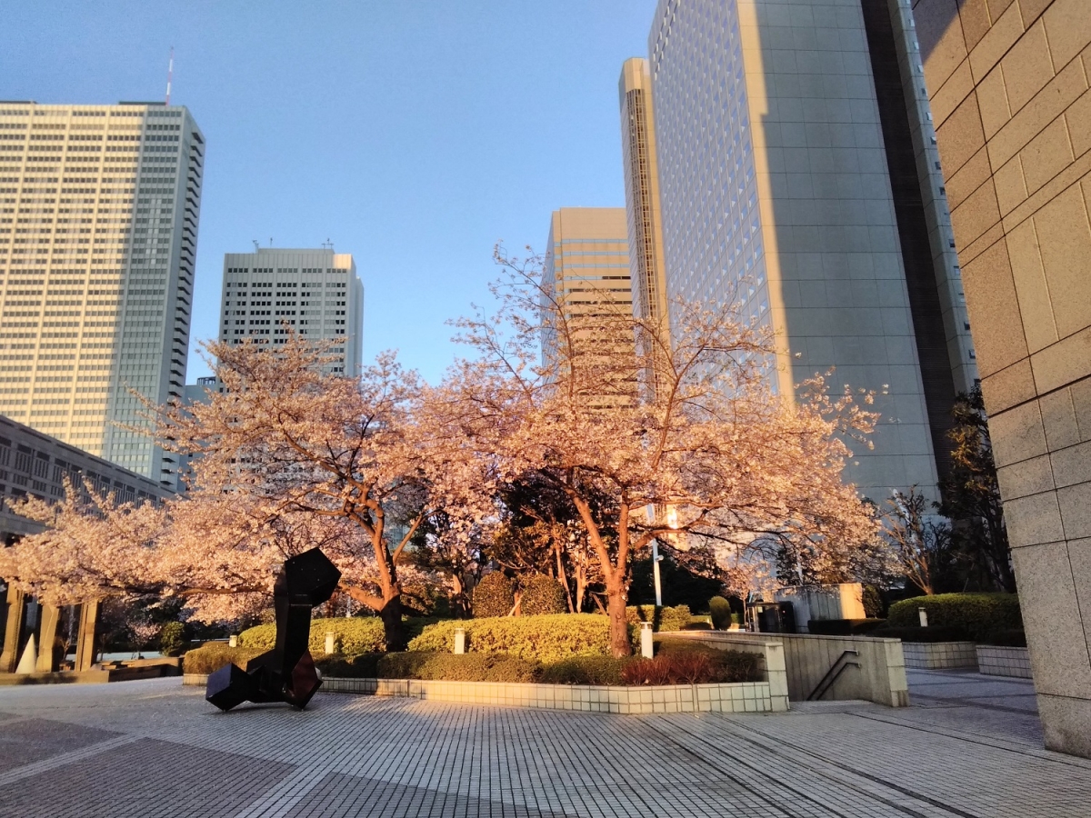 新宿区のフリー写真素材:都庁前の桜