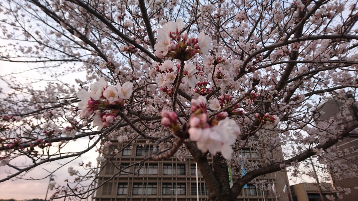 桜の時期の精華町:フリー写真素材(Xperia:SO-02Hで撮影)