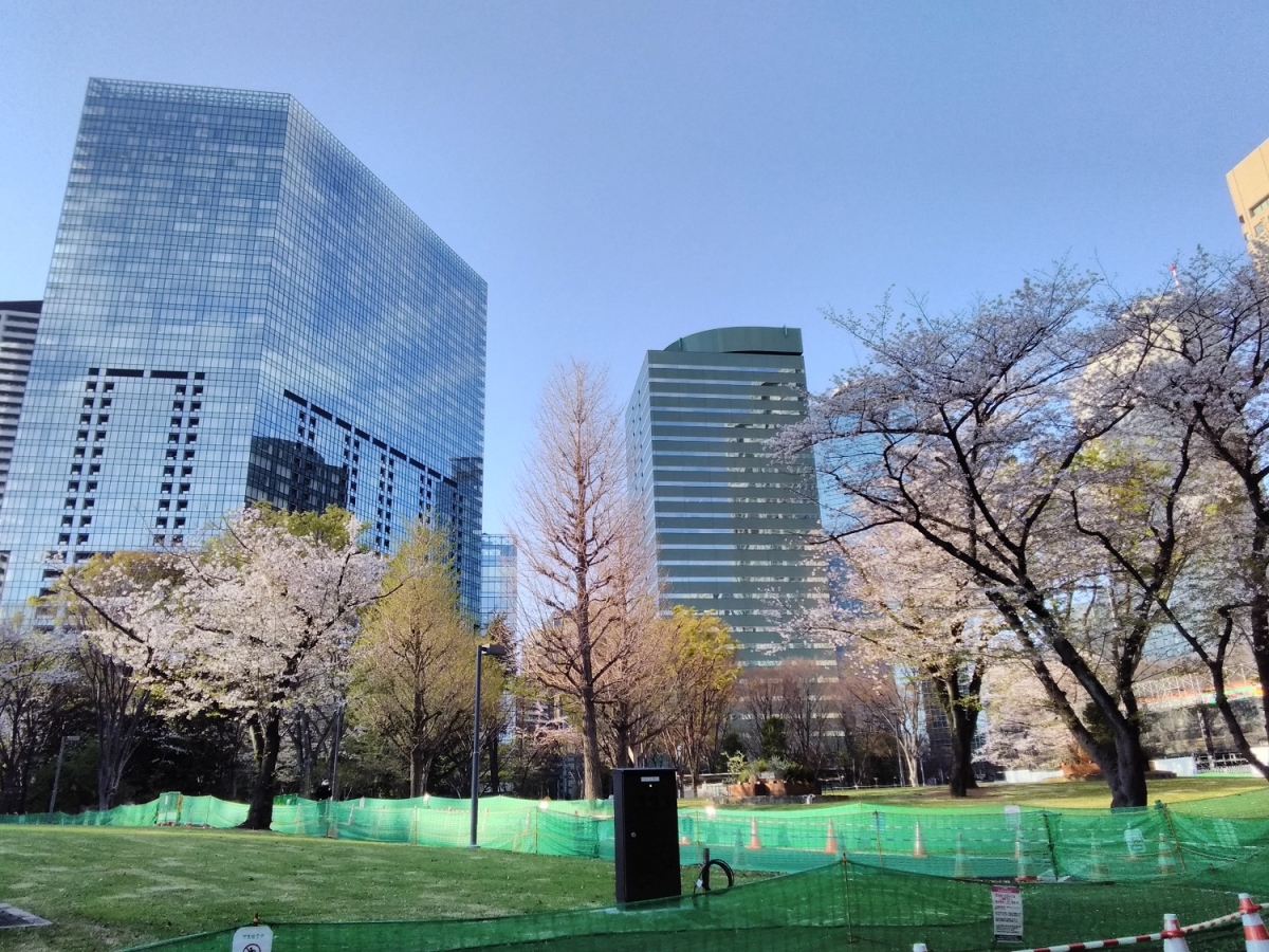 新宿公園の桜:フリー写真素材