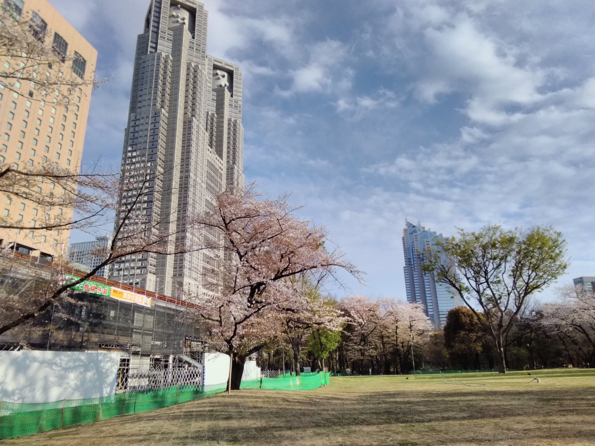 新宿公園の桜:フリー写真素材