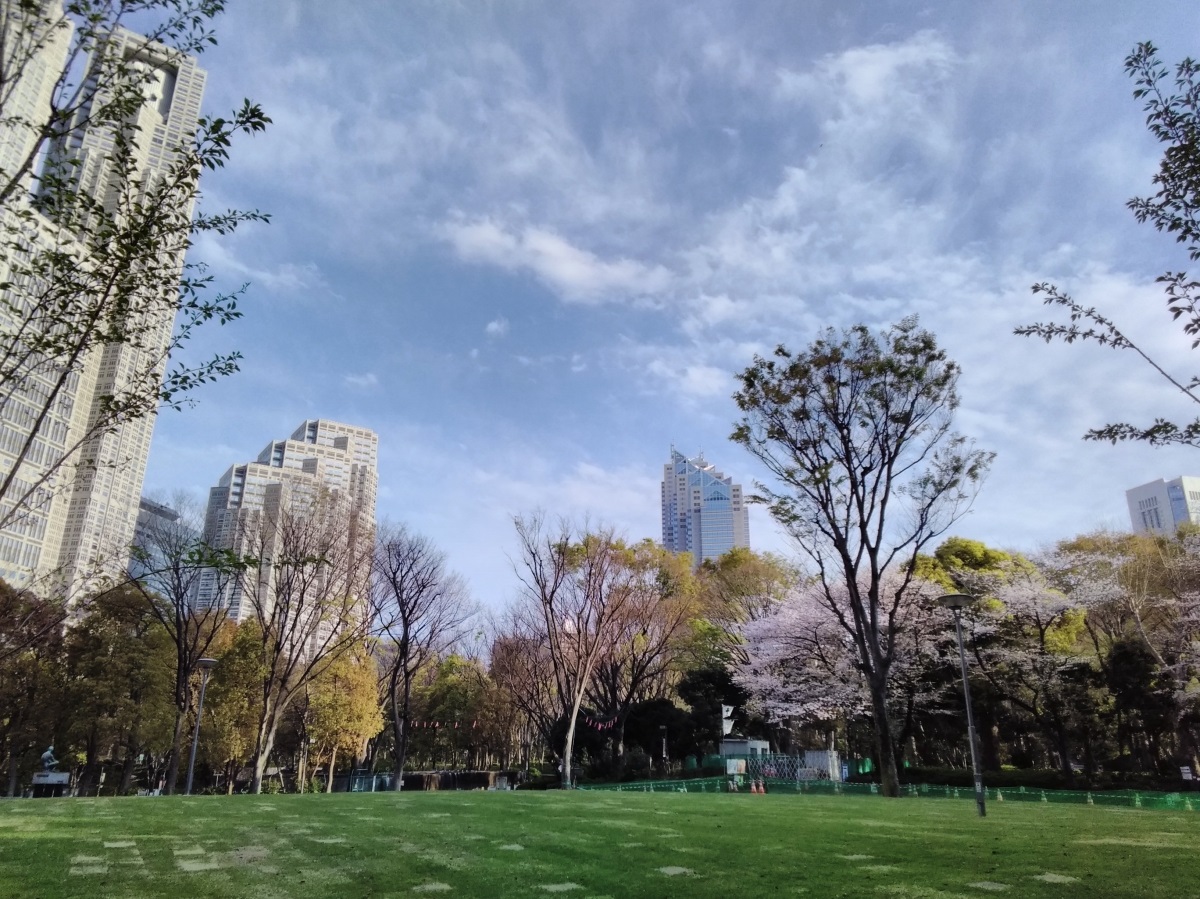 新宿公園の桜