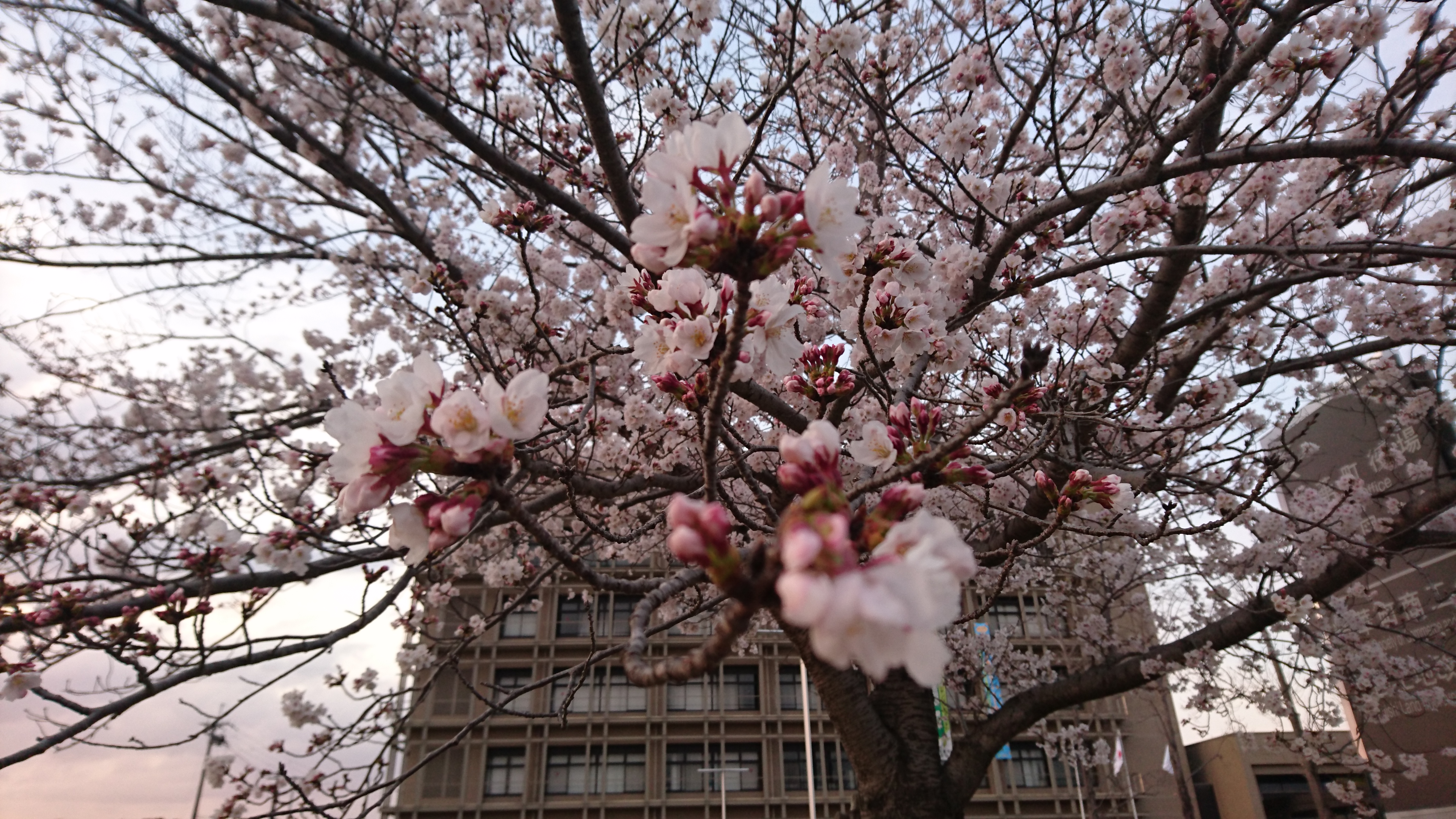 精華町役場の桜🌸