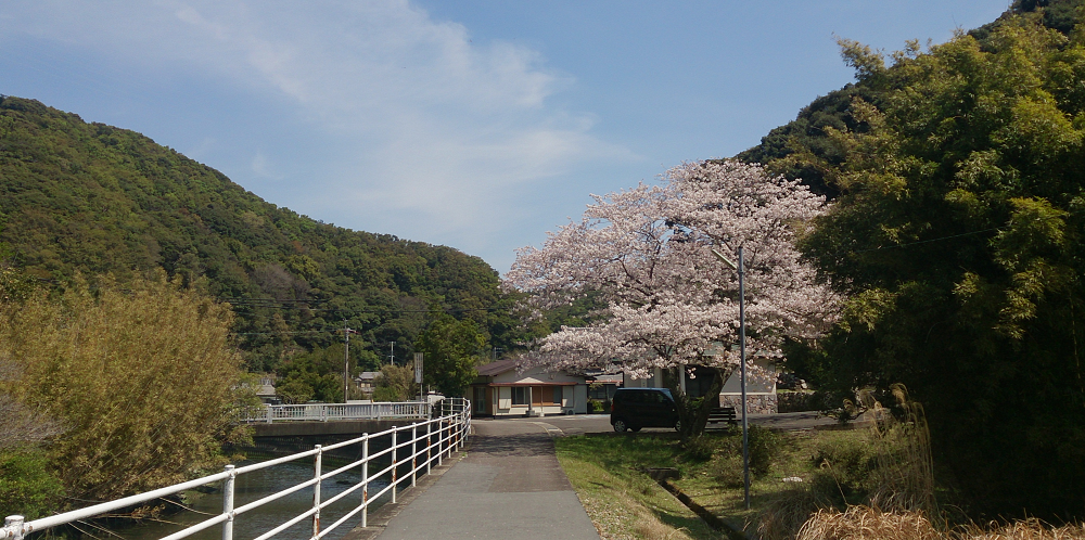 太地町の桜