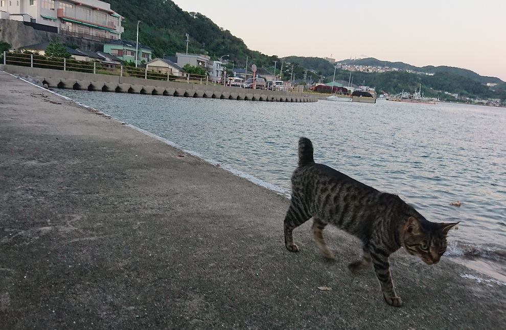長崎市の猫